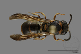 ǦW:Parancistrocerus yachowensis konkunensis