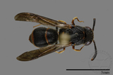 ǦW:Parancistrocerus yachowensis konkunensis