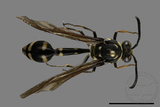 ǦW:Phimenes flavopictus formosanus