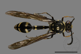 ǦW:Phimenes flavopictus formosanus