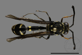 ǦW:Phimenes flavopictus formosanus