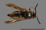 ǦW:Anterhynchium flavomarginatum formosicola