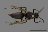 ǦW:Polistes huisunensis