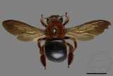 ǦW:Xylocopa ruficeps