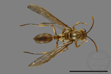 ǦW:Parapolybia takasagona