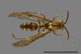 ǦW:Parapolybia takasagona