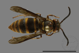 ǦW:Vespula arisana