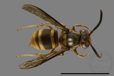 ǦW:Vespula arisana