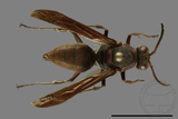 ǦW:Polistes huisunensis