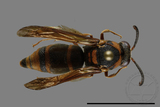 ǦW:Anterhynchium flavomarginatum formosicola