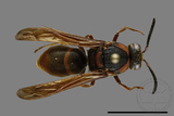 ǦW:Anterhynchium flavomarginatum formosicola