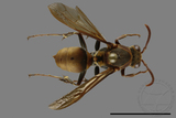 ǦW:Polistes takasagonus