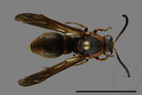 ǦW:Orancistrocerus drewseni nigricapitus