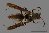 ǦW:Polistes huisunensis