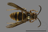 ǦW:Vespula arisana