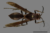 ǦW:Polistes tenebricosus