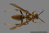 ǦW:Polistes formosanus