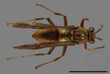 ǦW:Polistes formosanus