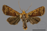 ǦW:Rhynchaglaea luteomixta