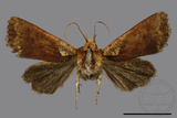 ǦW:Rhynchaglaea luteomixta