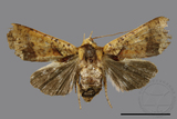 ǦW:Rhynchaglaea luteomixta