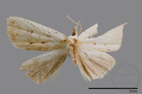 ǦW:Noctuidae sp.