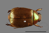 ǦW:Mimela testaceoviridis