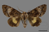 ǦW:Trisuloides sericea