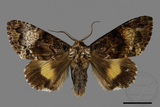 ǦW:Trisuloides sericea