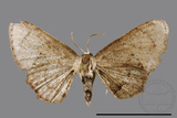 ǦW:Phazaca sp.