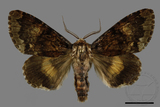 ǦW:Trisuloides sericea