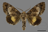 ǦW:Trisuloides sericea