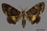 ǦW:Trisuloides sericea