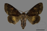 ǦW:Trisuloides sericea