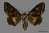 ǦW:Trisuloides sericea