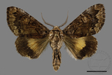 ǦW:Trisuloides sericea