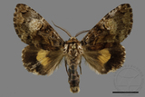 ǦW:Trisuloides sericea