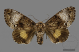 ǦW:Trisuloides sericea