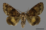 ǦW:Trisuloides sericea