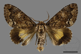 ǦW:Trisuloides sericea