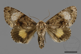 ǦW:Trisuloides sericea