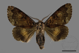 ǦW:Trisuloides sericea