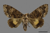 ǦW:Trisuloides sericea