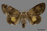 ǦW:Trisuloides sericea