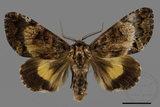 ǦW:Trisuloides sericea