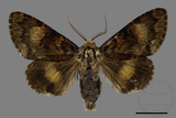 ǦW:Trisuloides sericea