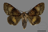 ǦW:Trisuloides sericea