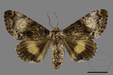 ǦW:Trisuloides sericea