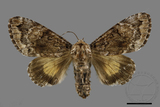 ǦW:Trisuloides sericea