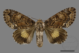 ǦW:Trisuloides sericea